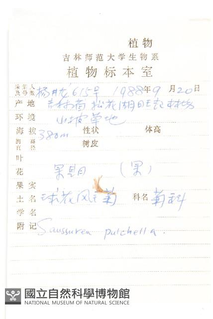 球花鳳毛菊藏品圖，第2張