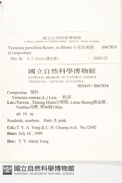 小花斑鳩菊藏品圖，第2張