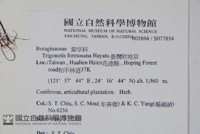 臺灣附地草藏品圖，第2張