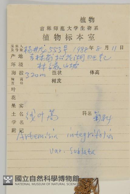 線葉蒿藏品圖，第2張