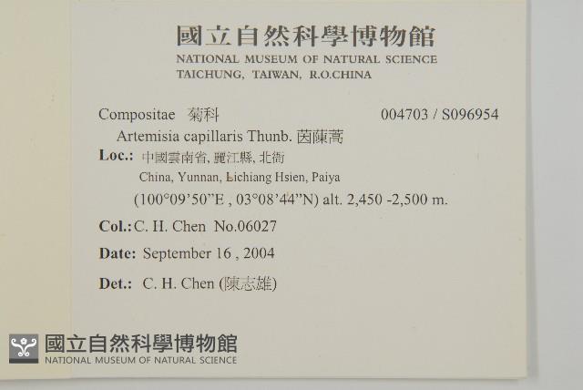 茵蔯蒿藏品圖，第2張