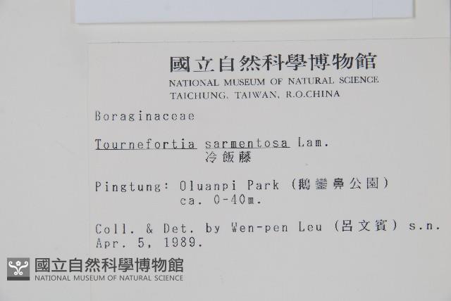 冷飯藤藏品圖，第2張