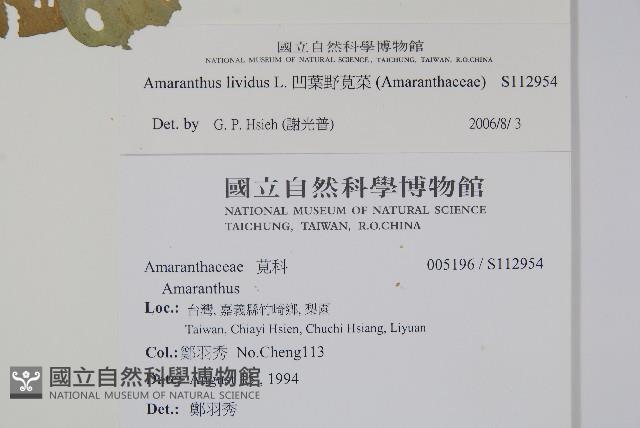 凹葉野莧菜藏品圖，第2張