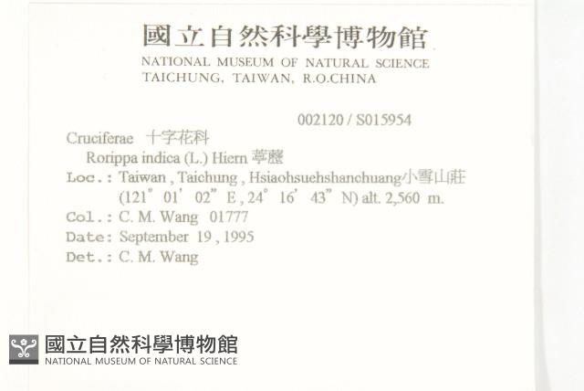 葶藶藏品圖，第2張