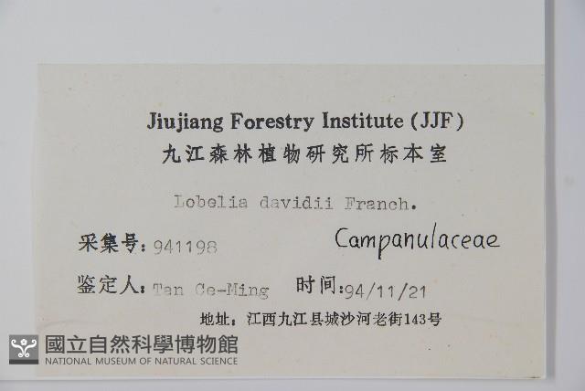 江南山梗菜藏品圖，第2張