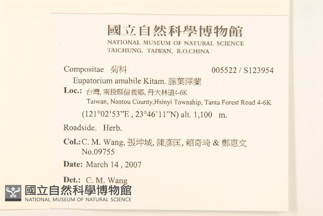 腺葉澤蘭藏品圖，第2張