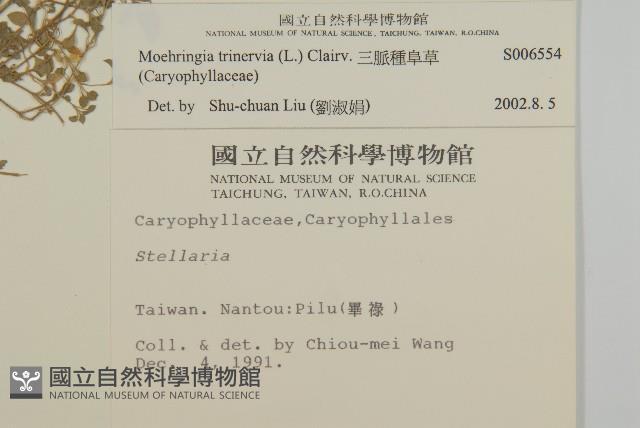 三脈種阜草藏品圖，第2張