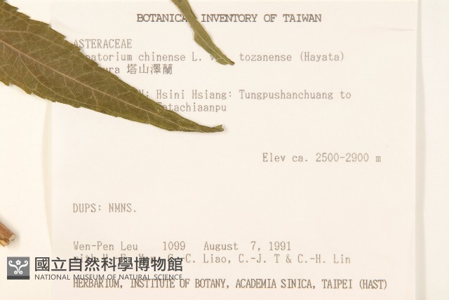 塔山澤蘭藏品圖，第2張