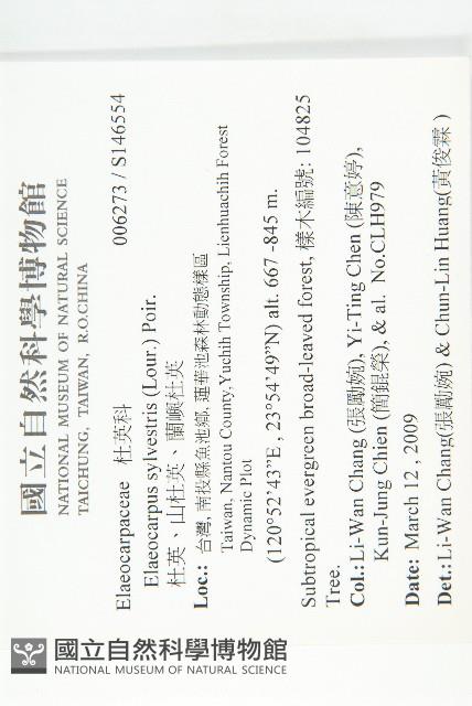 杜英、山杜英、蘭嶼杜英藏品圖，第2張