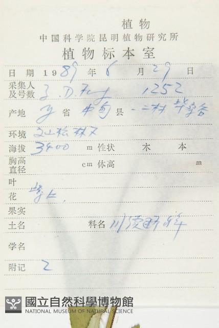 大花刺參藏品圖，第2張