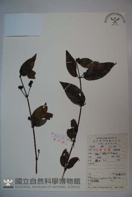 裡白忍冬、紅腺忍冬藏品圖，第1張