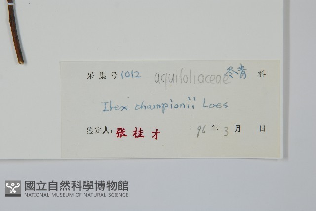 凹葉冬青藏品圖，第2張