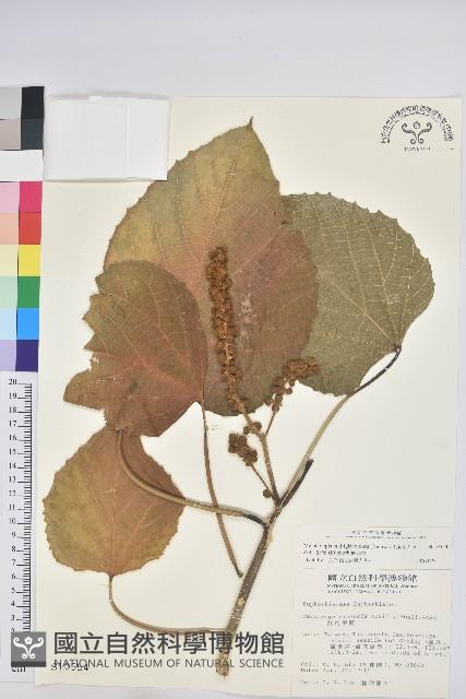 蟲屎藏品圖，第1張