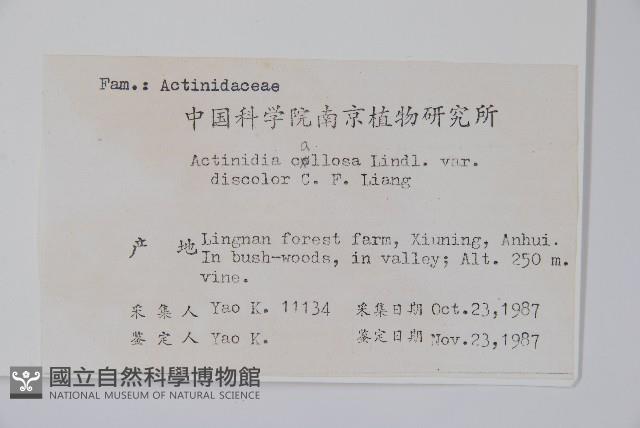 異色獼猴桃藏品圖，第2張