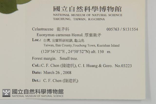 厚葉衛矛, 源一木藏品圖，第2張