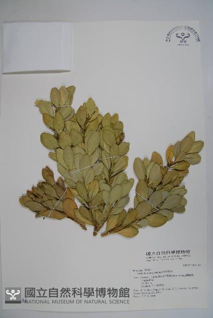 琉球黃楊藏品圖，第1張