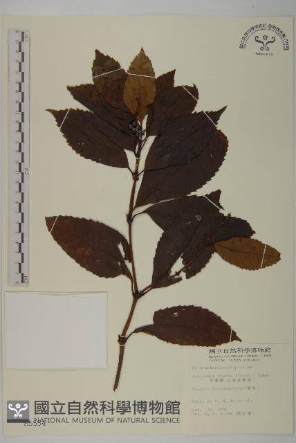 草珊瑚、紅果金粟蘭藏品圖，第1張