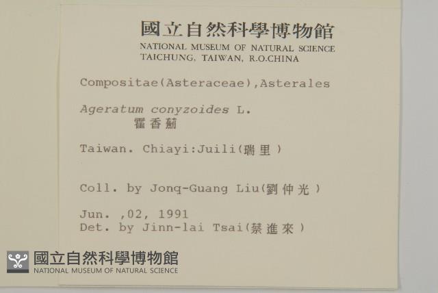 霍香薊藏品圖，第2張