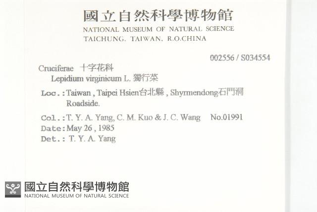 獨行菜藏品圖，第2張