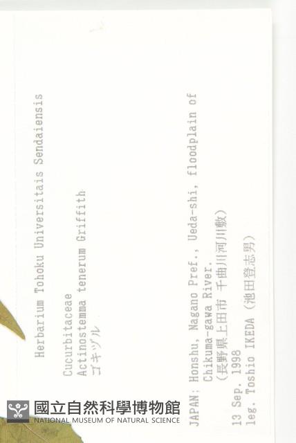 合子草藏品圖，第2張