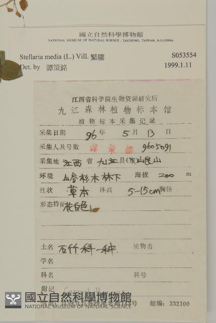 繁縷藏品圖，第2張