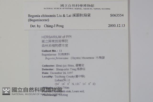 溪頭秋海棠藏品圖，第2張