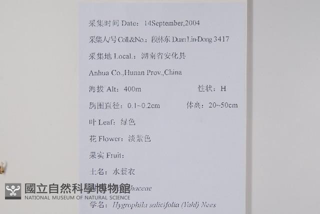 柳葉水蓑衣藏品圖，第2張