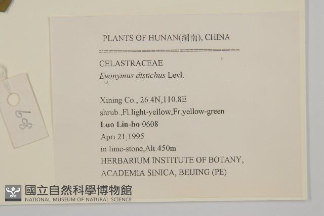 雙歧衛矛藏品圖，第2張