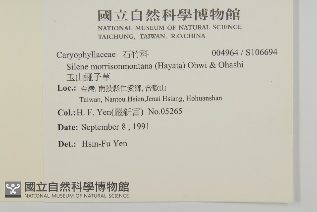 玉山蠅子草藏品圖，第2張