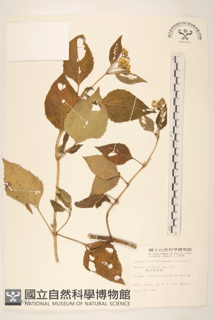 雙花蟛蜞菊藏品圖，第1張