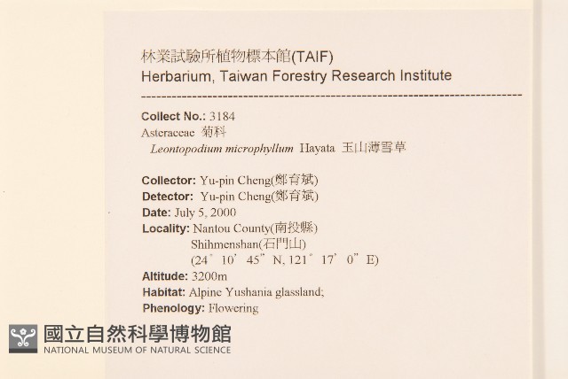 玉山薄雪草藏品圖，第2張