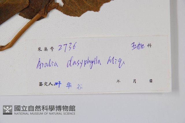 頭序蔥木藏品圖，第2張