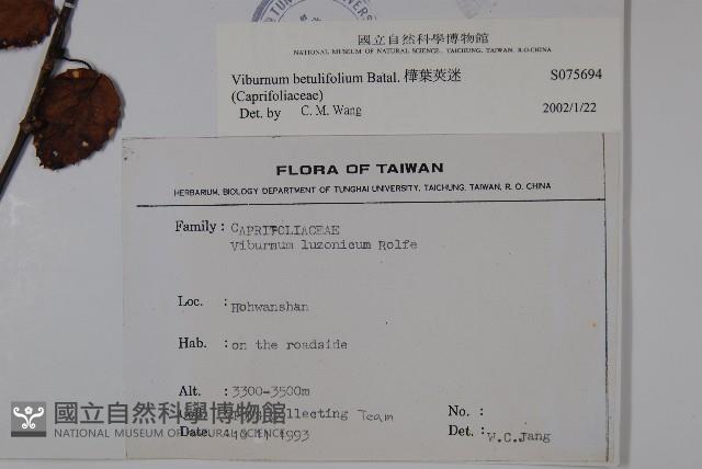 樺葉莢迷、玉山莢迷藏品圖，第2張