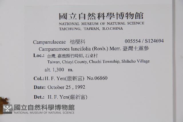 臺灣土黨參藏品圖，第2張