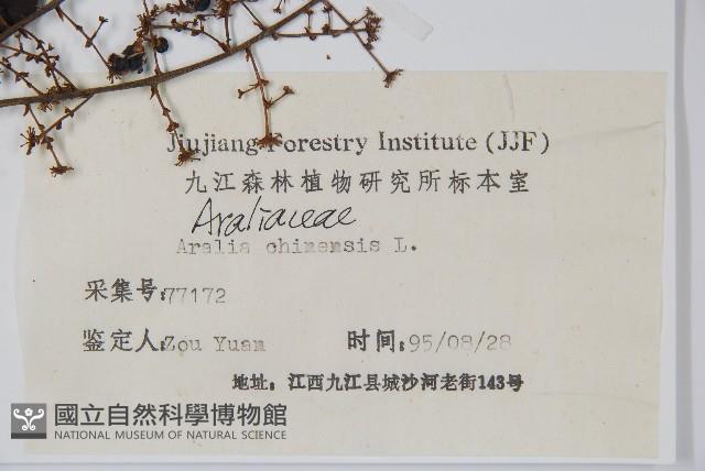 蔥木藏品圖，第2張