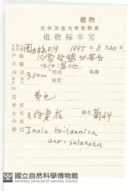 毛旋覆花藏品圖，第2張