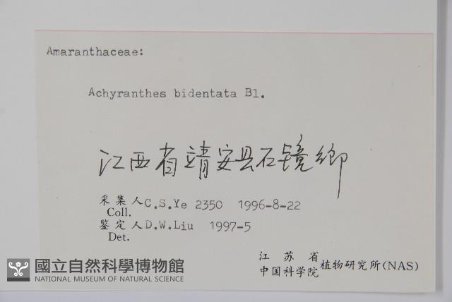 牛膝藏品圖，第2張