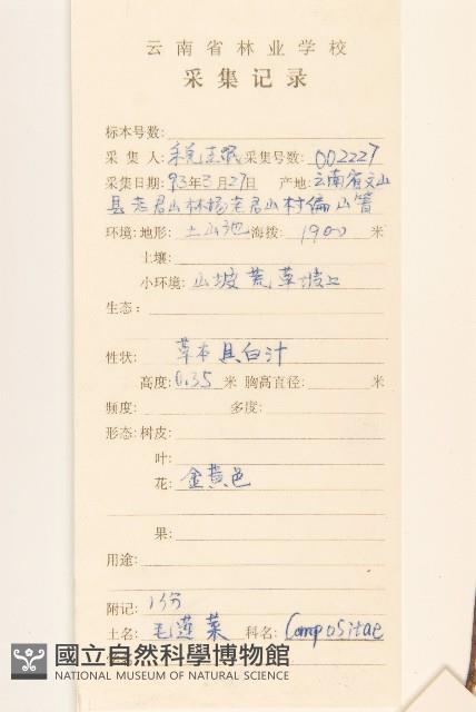 鬼苦苣菜藏品圖，第2張