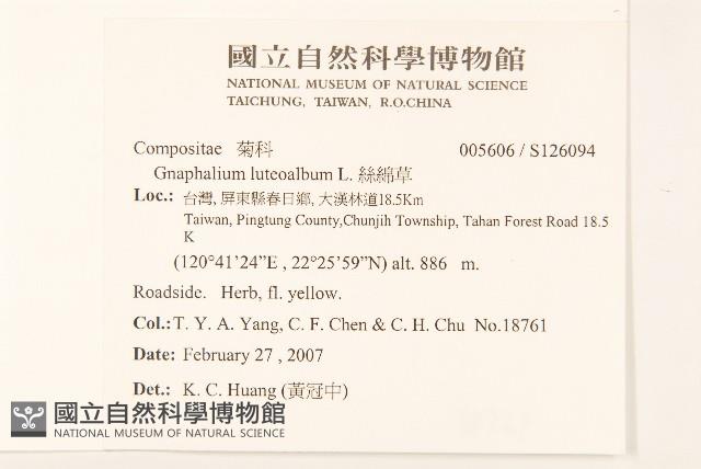 絲綿草藏品圖，第2張