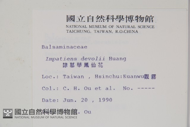 棣慕華鳳仙花藏品圖，第2張