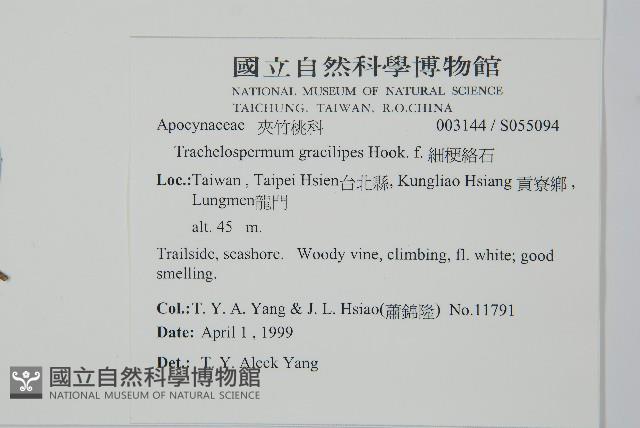 細梗絡石藏品圖，第2張