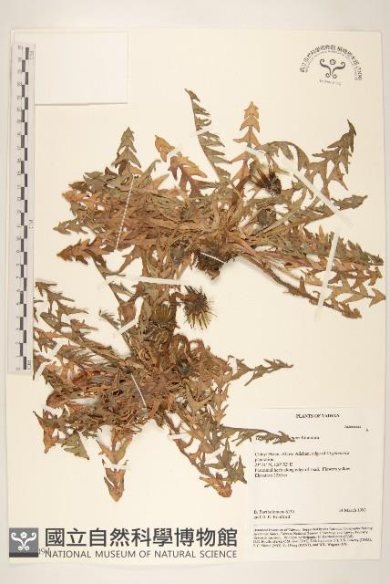 臺灣蒲公英藏品圖，第1張