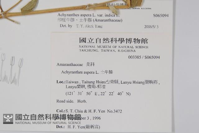 印度牛膝、土牛藤藏品圖，第2張