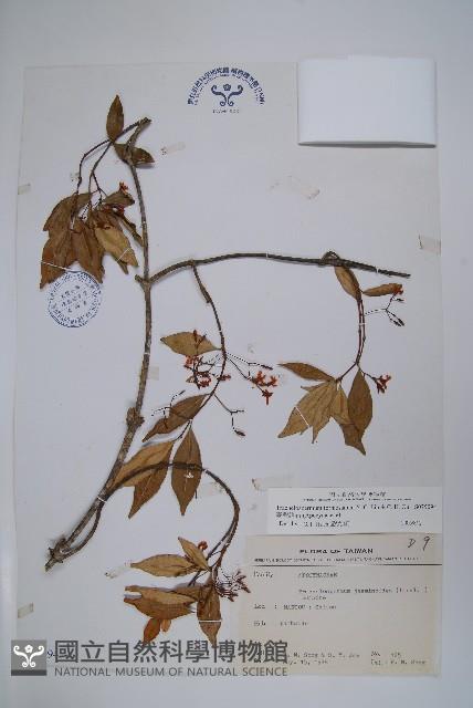 臺灣絡石藏品圖，第1張