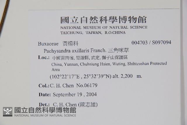 三角咪草藏品圖，第2張