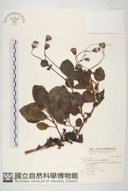 蘭嶼木耳菜藏品圖，第1張