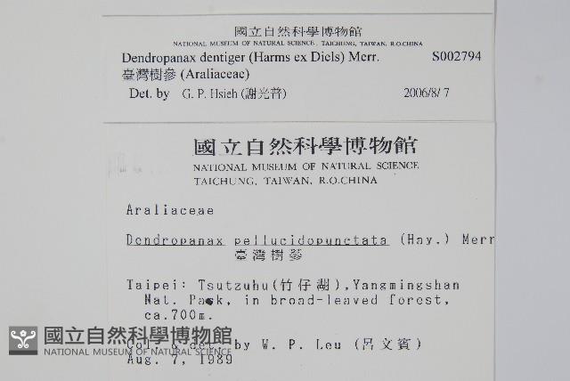 臺灣樹參藏品圖，第2張
