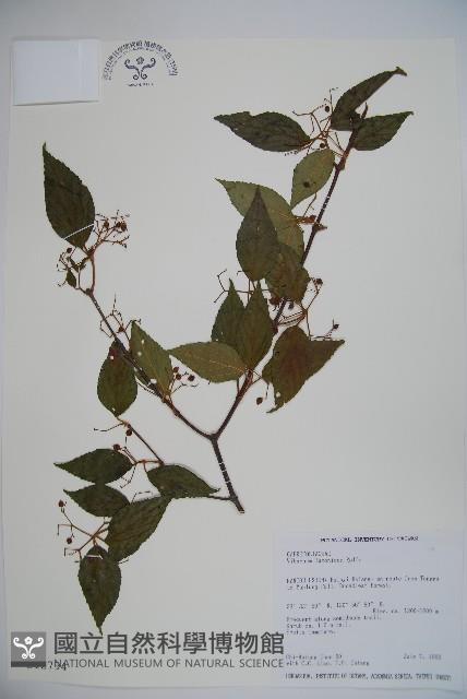 呂宋莢迷藏品圖，第1張