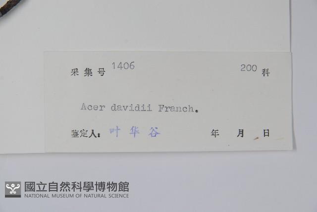 青榨槭藏品圖，第2張