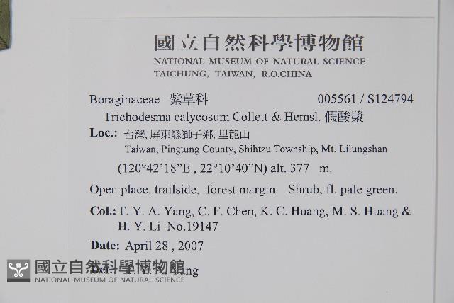 假酸漿藏品圖，第2張